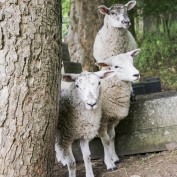 Grondstof levernaciers Grondstof levernaciers